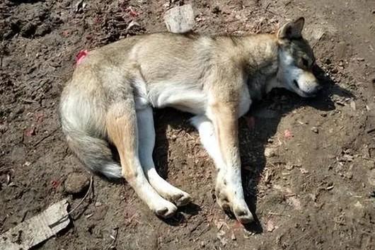 农村狗狗死了最好的处理方法是什么呢