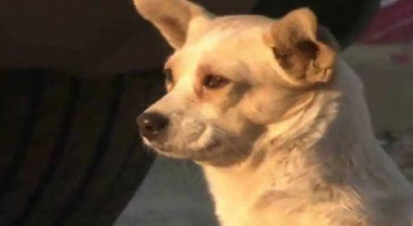狗狗哽咽是哭了吗