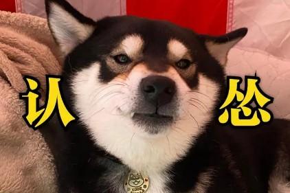 狗狗为什么会认怂呢表情包