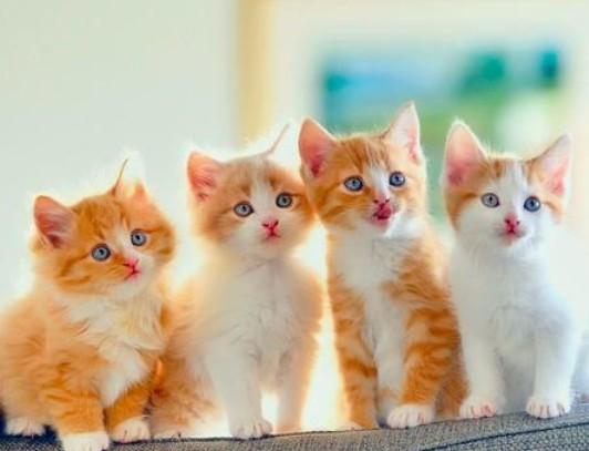 为什么动物都喜欢猫-图1