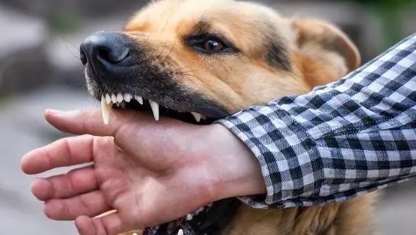 被宠物犬咬伤患狂犬病几率大吗知乎