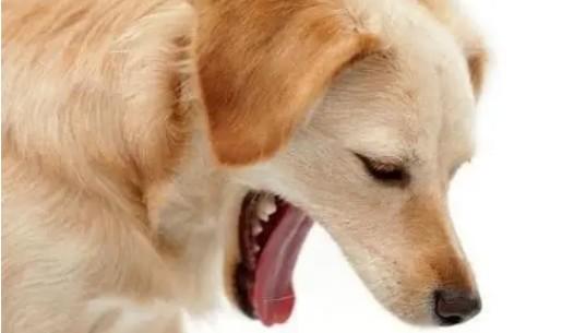 狗狗干呕怎么回事又吐不出来