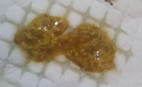 狗狗粪便中有透明胶冻状-图1