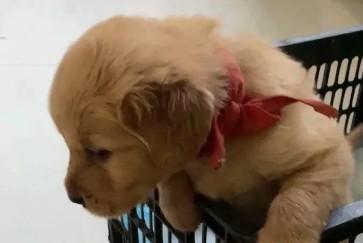 新狗狗接回家一直叫是为什么呢
