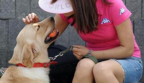 美女为什么喜欢养犬狗狗呢-图1
