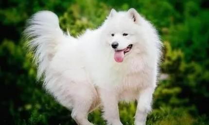 白狗品种有哪些大型犬种-图1