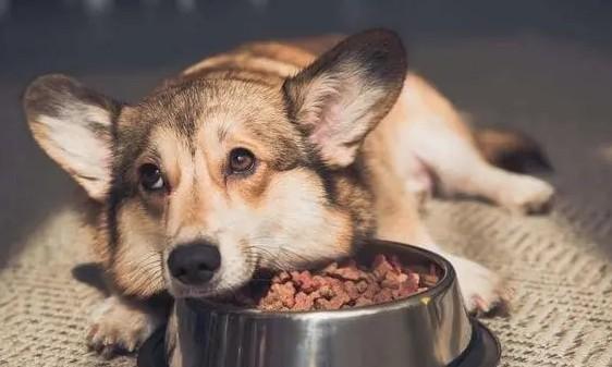 几个月的狗狗吃什么食物好一点-图1