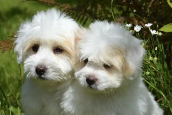 纯白色宠物狗小型犬有哪些-图1