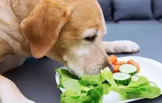 宠物狗吃什么食物比较好啊-图1