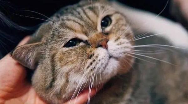 产后猫咪为什么哭了呢-图1