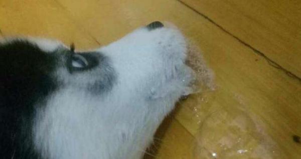 狗狗肠胃不舒服呕吐该怎么办-图1