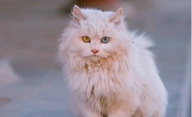 猫咪维生素哪个牌子好-图1
