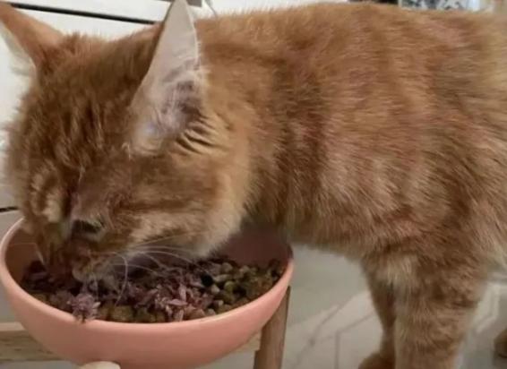 2个月的橘猫吃什么食物比较好-图1