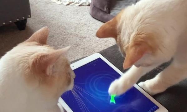 猫咪玩的触屏游戏-图1