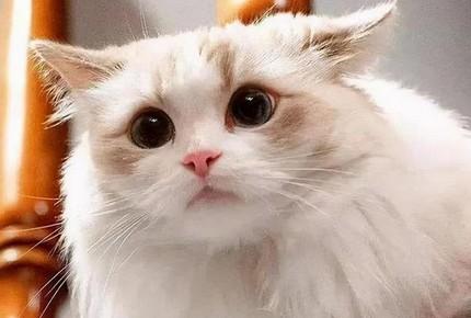 猫咪身上有跳蚤怎么办-图1