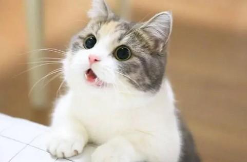猫咪身上长了很多结痂的小疙瘩-图1