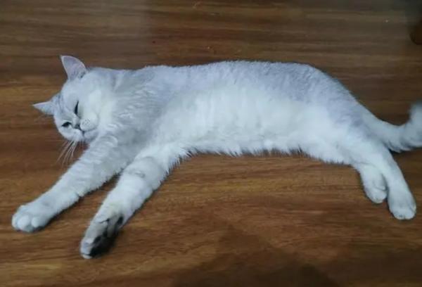 猫咪身体一颤一颤的-图1