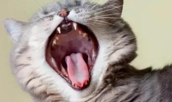 猫咪生产一直张嘴哈什么情况-图1