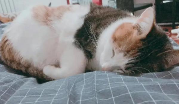 猫咪头七需要开着门吗