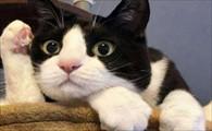 猫咪生病的症状-图1