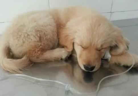 狗狗得病毒性喉炎怎么治疗