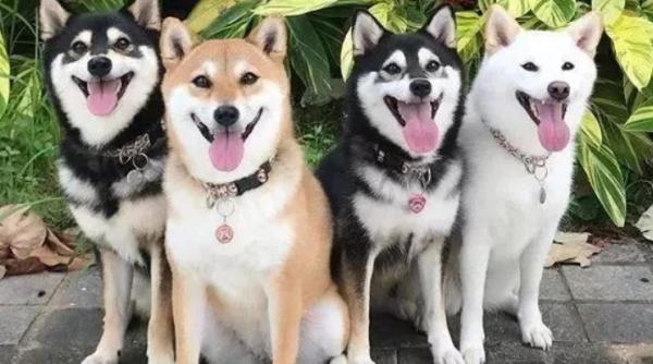狗狗对什么颜色感兴趣-图1