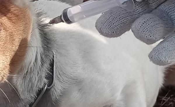 狗狗多大打狂犬疫苗-图1
