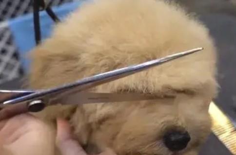 为什么不能随便给狗狗剪毛发呢
