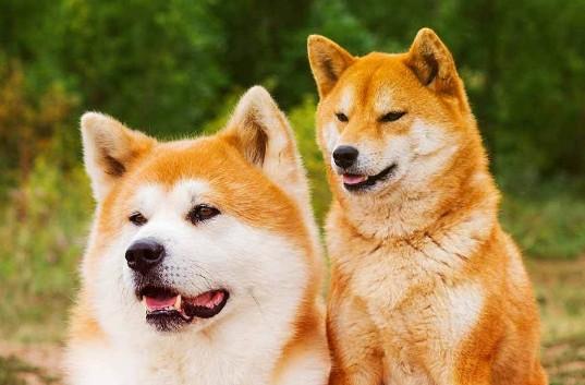 狗和犬的区别-图1