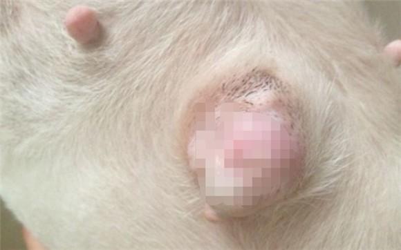 狗狗乳房有硬块怎么办-图1