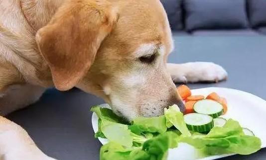狗狗清淡饮食吃什么-图1