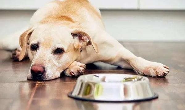 狗狗挑食饿了4天了还是不吃狗粮-图1