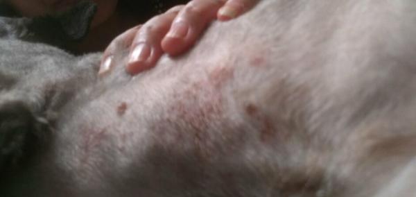 狗狗身上痒但又没看到东西-图1