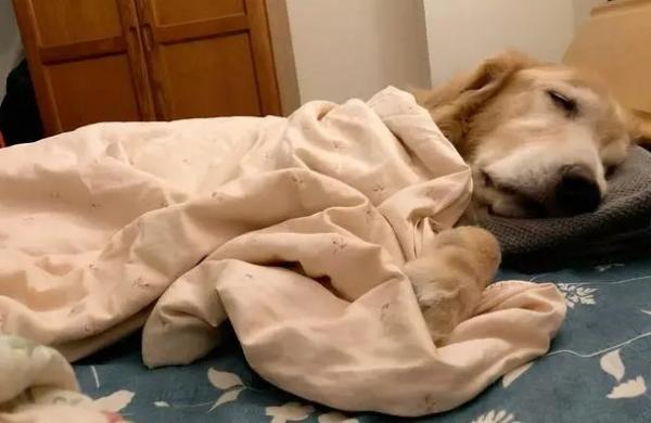 狗狗晚上能睡一整夜吗-图1