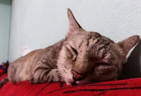 猫咪一直发出低沉的嗡嗡声-图1