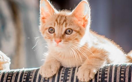 猫咪疫苗一共要打几针多少钱-图1