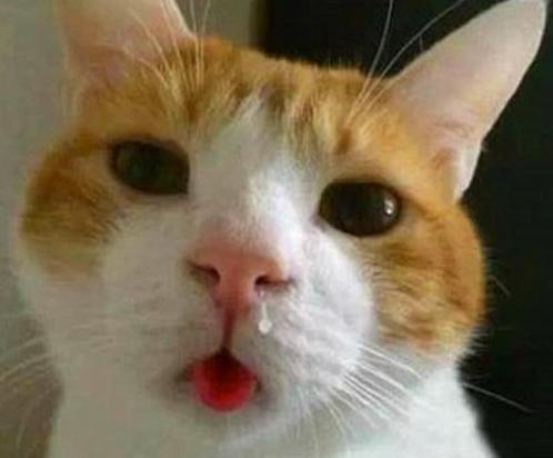猫频繁打喷嚏怎么回事-图1