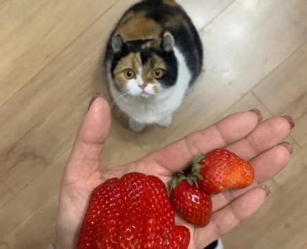 猫能吃草莓吗-图1
