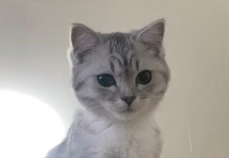猫能不能吃狗粮-图1