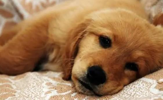 怎么预防狗狗得细小和犬瘟-图1