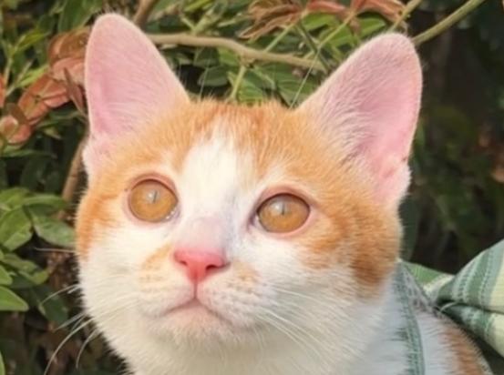 猫身上结痂是不是癣-图1