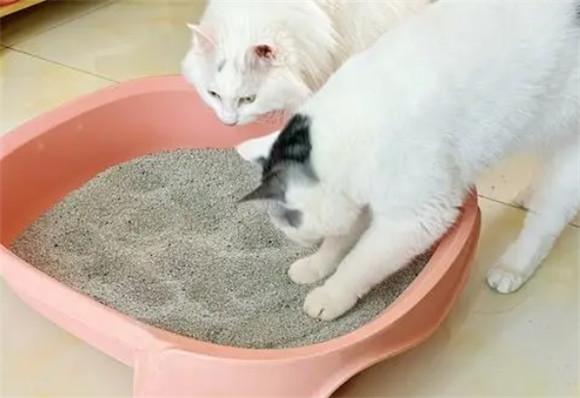 猫砂盆多久清理一次-图1