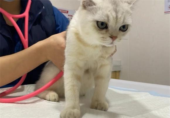 猫三联间隔多久打一次-图1