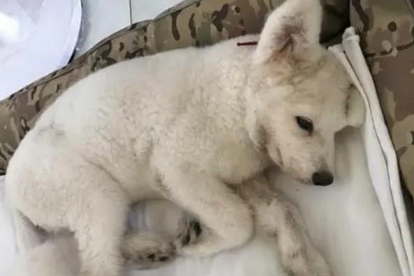 狗狗细小白细胞第几天会回升-图1