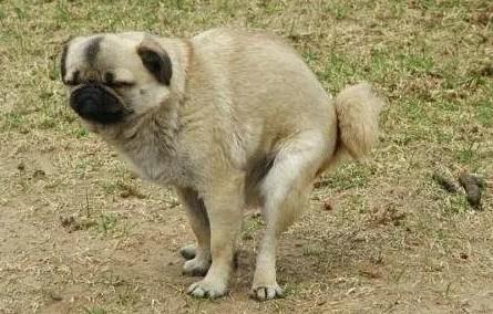 幼犬拉屎很臭正常吗-图1