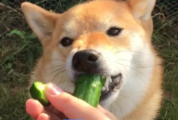 狗狗可以吃黄瓜吗-图1