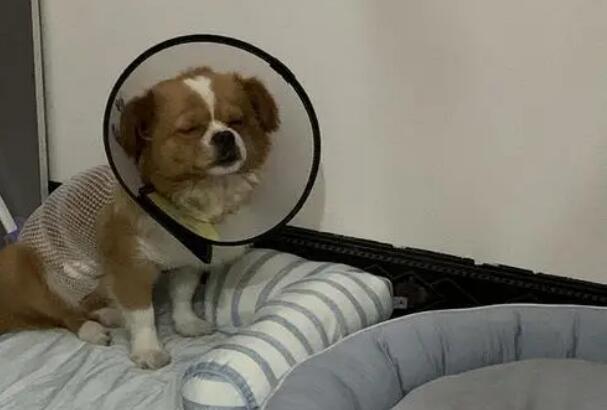 狗狗绝育四天了不拉大便正常吗