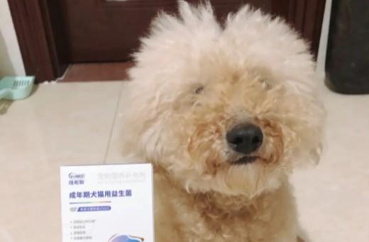 狗狗呕吐一般喂什么药-图1
