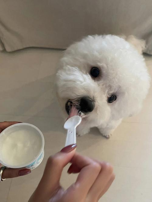 狗狗可以喝酸奶吗-图1
