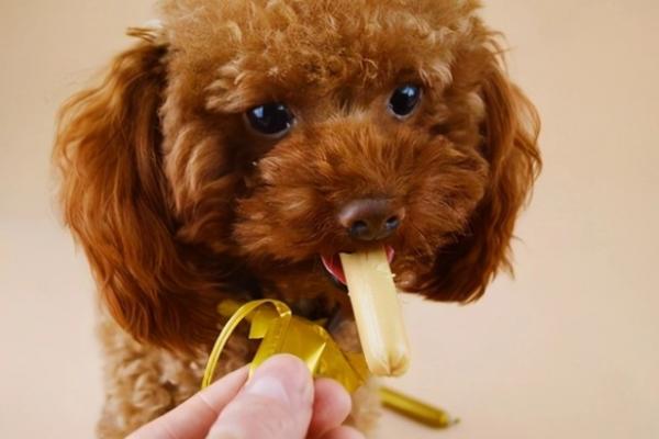 狗狗可以吃什么火腿肠好